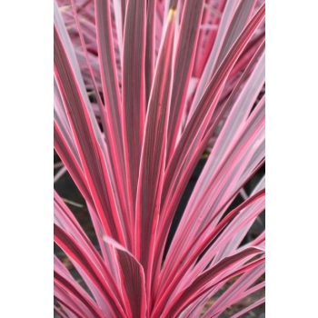 Cordyline Charlie Boy kordylina australijska duża